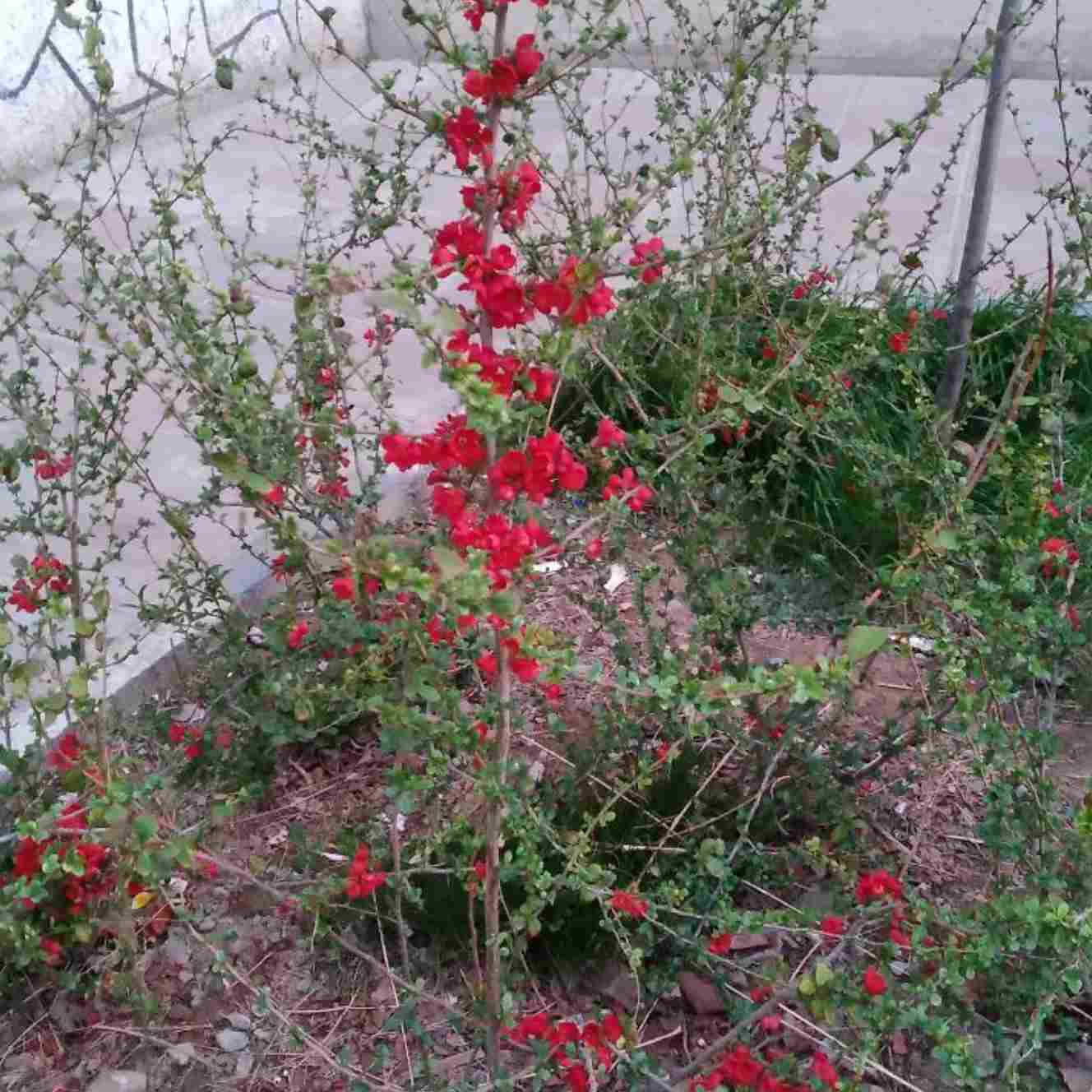 آهنگ جدید میگه ددی پسر بدی حرفه ای تویی منم مبتدی